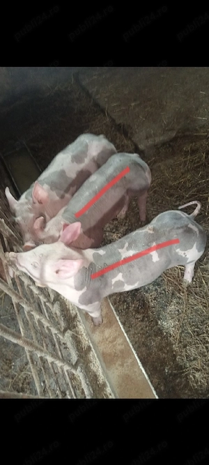 Scrofiță si Vieruț,Pietrain Belgian 