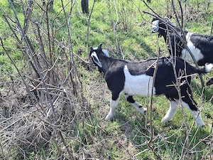 Vând iezi din rasele Anglonubian și Alpin francez - imagine 5