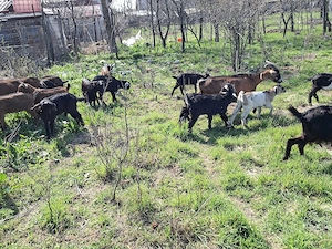 Vând iezi din rasele Anglonubian și Alpin francez - imagine 2