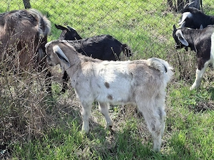 Vând iezi din rasele Anglonubian și Alpin francez - imagine 3