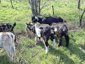 Vând iezi din rasele Anglonubian și Alpin francez - imagine 4