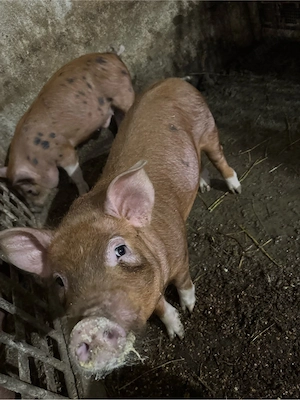 Purcei de vanzare  - imagine 2