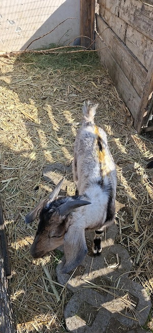 Tapisor Anglonubuan - imagine 5