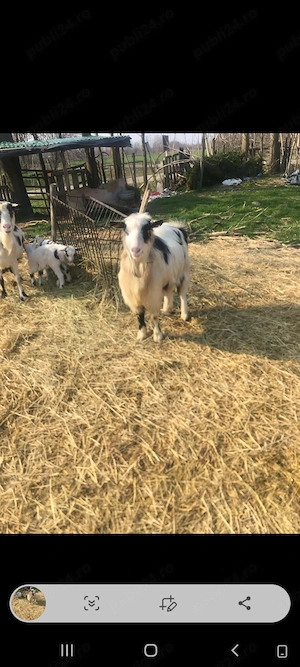 Se vinde țap tânăr 