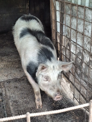 Porci de vanzare - imagine 2