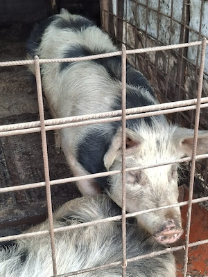 Porci de vanzare - imagine 3