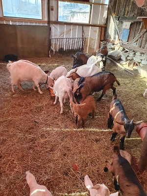 Capre la prima si a doua fatare + 19 iezi (iedite si tapisori) foarte bune de lapte . - imagine 3