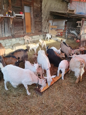Capre la prima si a doua fatare + 19 iezi (iedite si tapisori) foarte bune de lapte .