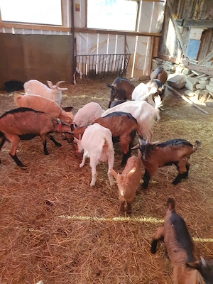 Capre la prima si a doua fatare + 19 iezi (iedite si tapisori) foarte bune de lapte . - imagine 2