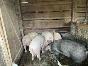 De vânzare porci - imagine 2