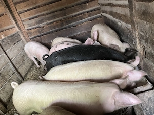 De vânzare porci - imagine 3