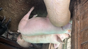 De vânzare porci - imagine 4