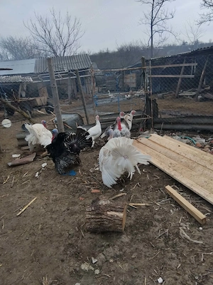 Vand curcani de tara!