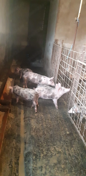 vand purcei - imagine 3