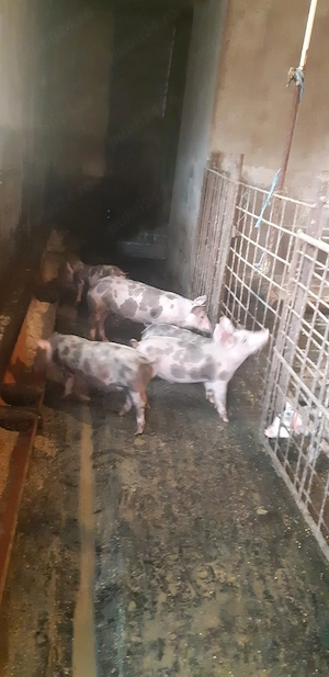 vand purcei - imagine 2