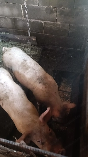 Masculi pic de 5 luni din montă Biagen Bistrița  - imagine 4