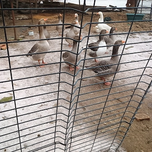 Oua Rata si Gasca - imagine 3