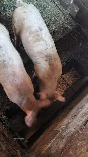 Masculi pic de 5 luni din montă Biagen Bistrița  - imagine 2