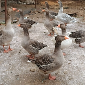 Oua Rata si Gasca - imagine 2