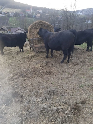 3 Black Angus gestante