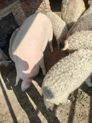 vând porci crescuți natural! - imagine 2