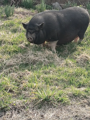 Scrofițe vietnamezi 