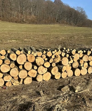 Vand lemne de foc esenta tare carpen si stejar 