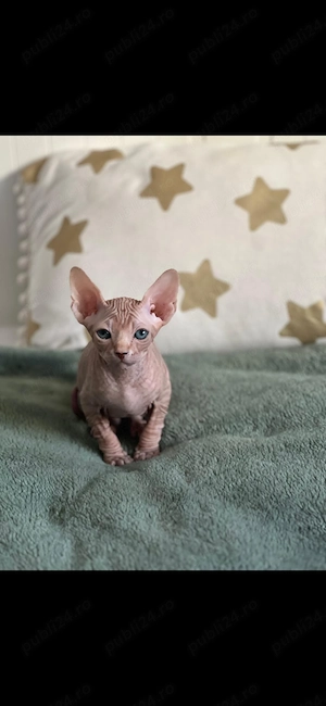 Pui Sphynx disponibil în Timișoara