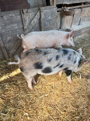 Vand o pereche de grasuni 35kg