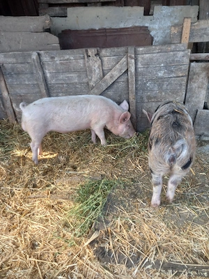 Vand o pereche de grasuni 35kg - imagine 2