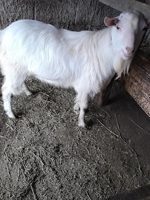 vand sau schimb  - imagine 4