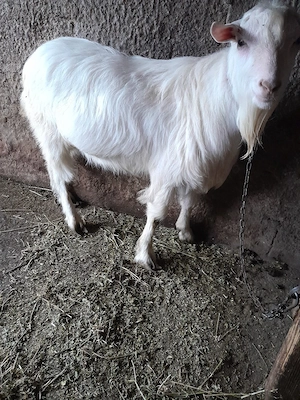 vand sau schimb  - imagine 5