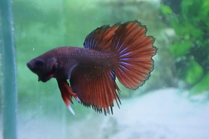 Masculi Betta pesti acvariu superbi - imagine 2