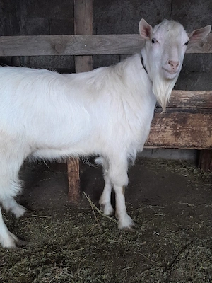 vand sau schimb  - imagine 2