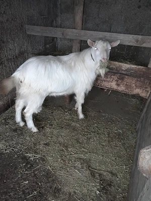 vand sau schimb  - imagine 3