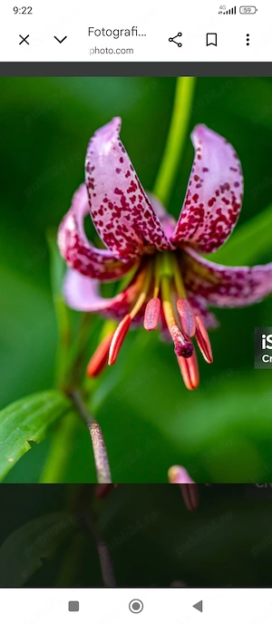 Crini sălbatici la ghiveci