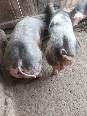 vând porc rasă pietrain belgian 