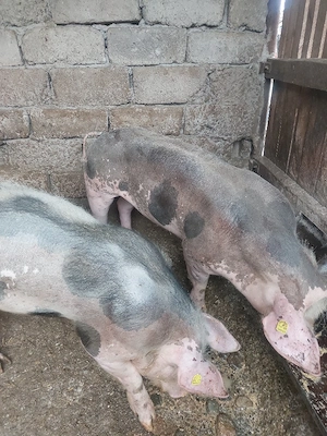 vând porc rasă pietrain belgian  - imagine 3