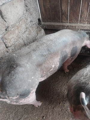 vând porc rasă pietrain belgian  - imagine 2