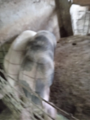 porci de vanzare  - imagine 2