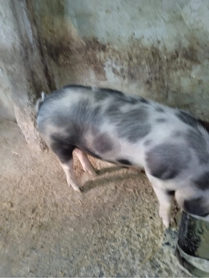 porci de vanzare  - imagine 3