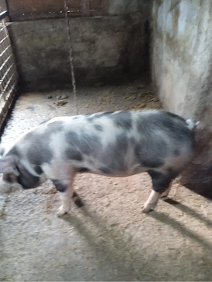 porci de vanzare 