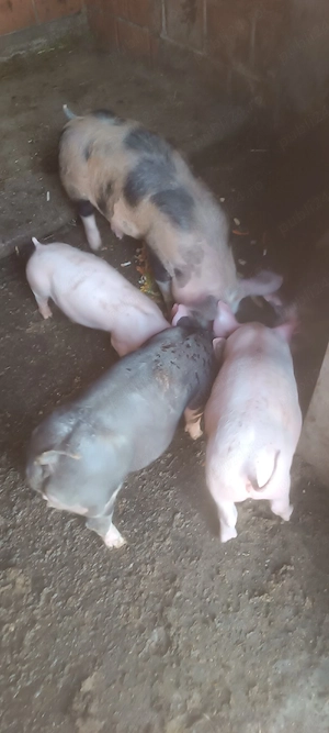 vand  purcei - imagine 2