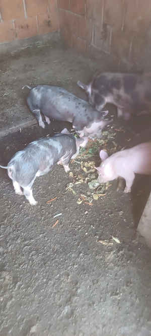 vand  purcei - imagine 4