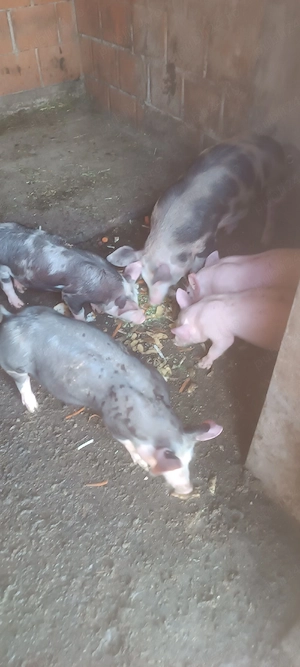 vand  purcei - imagine 3