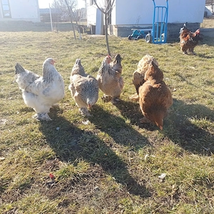 Brahma Oua și pui cu precomanda 