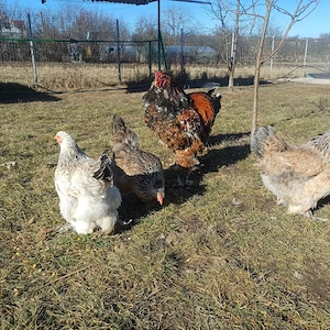 Brahma Oua și pui cu precomanda  - imagine 2