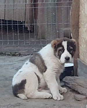 Ciobanesc de Asia Centrală 