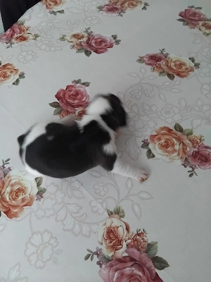 Cățeluș beagle  - imagine 2