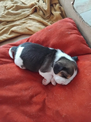 Cățeluș beagle  - imagine 3